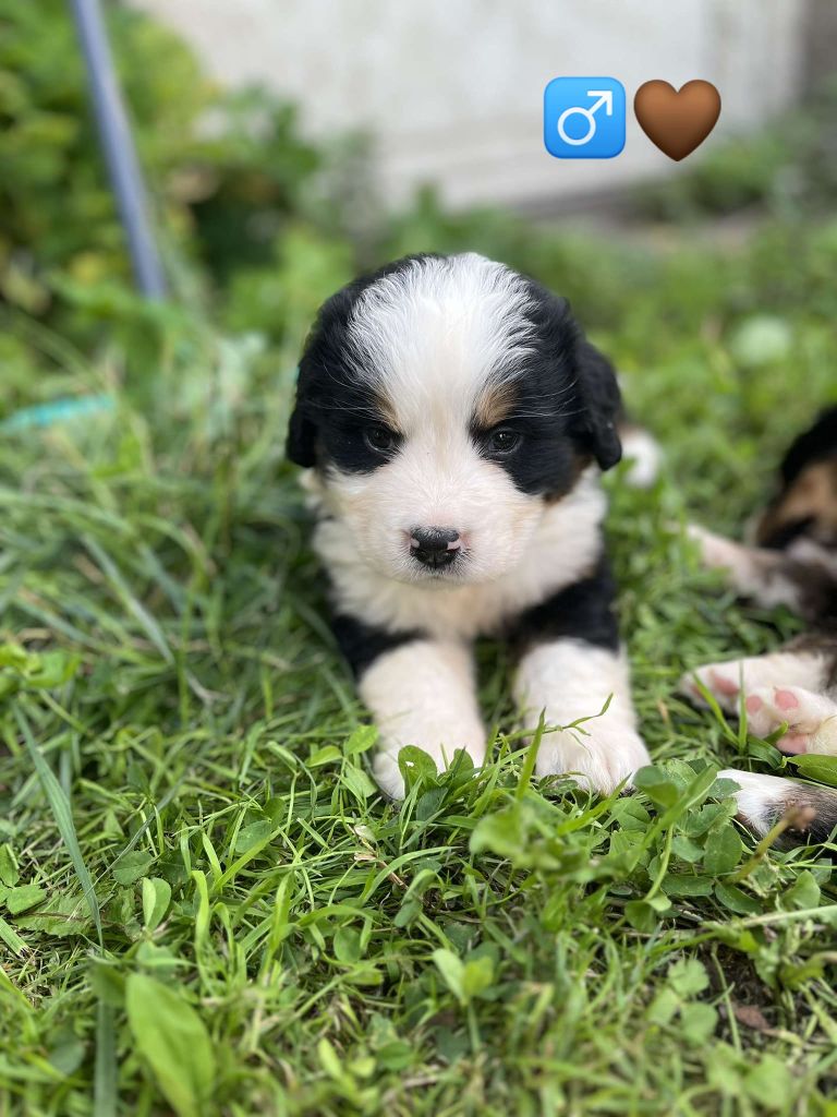 Du Royaume Des Ours - Chiots disponibles - Bouvier Bernois