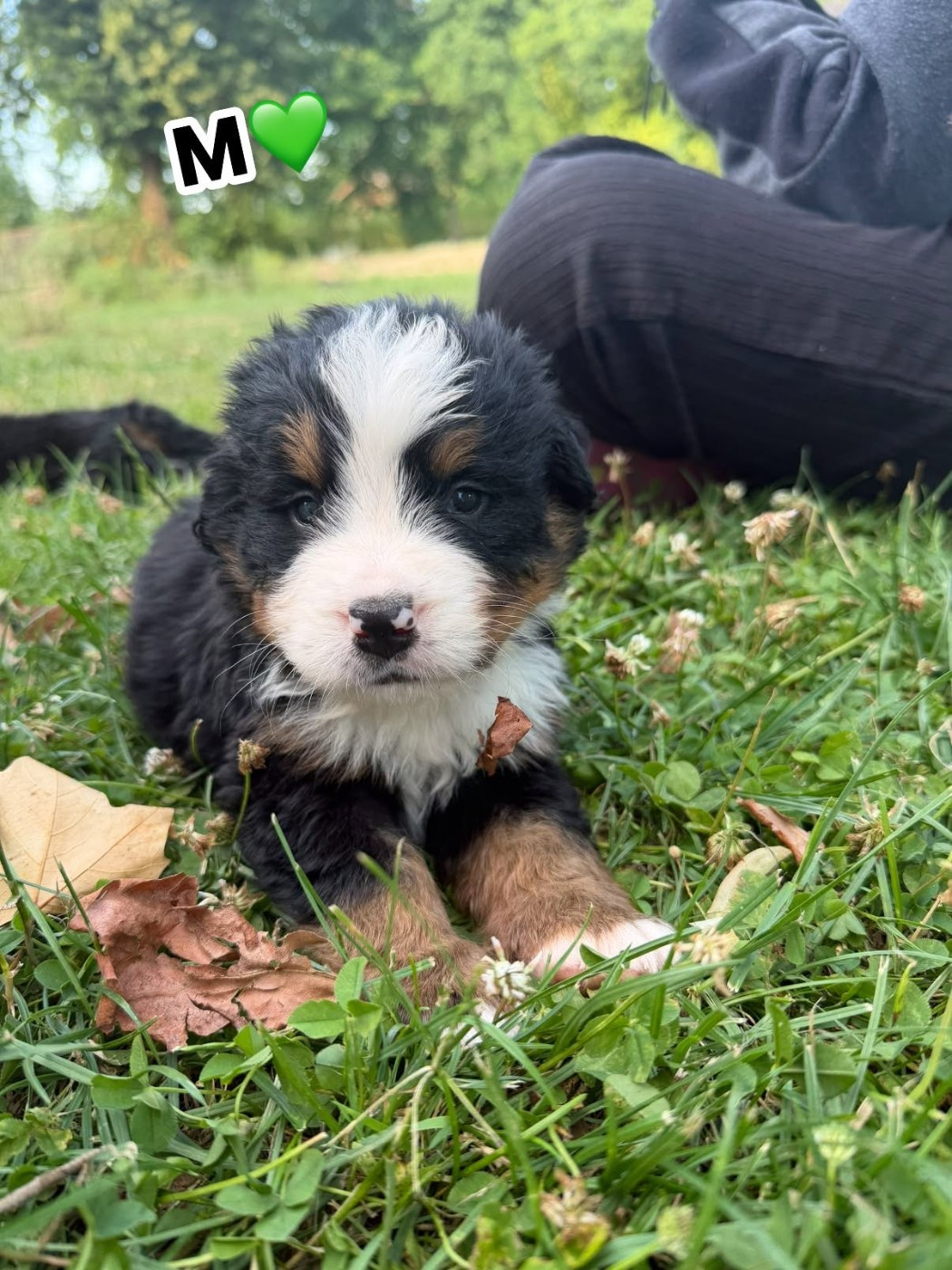 Du Royaume Des Ours - Chiots disponibles - Bouvier Bernois