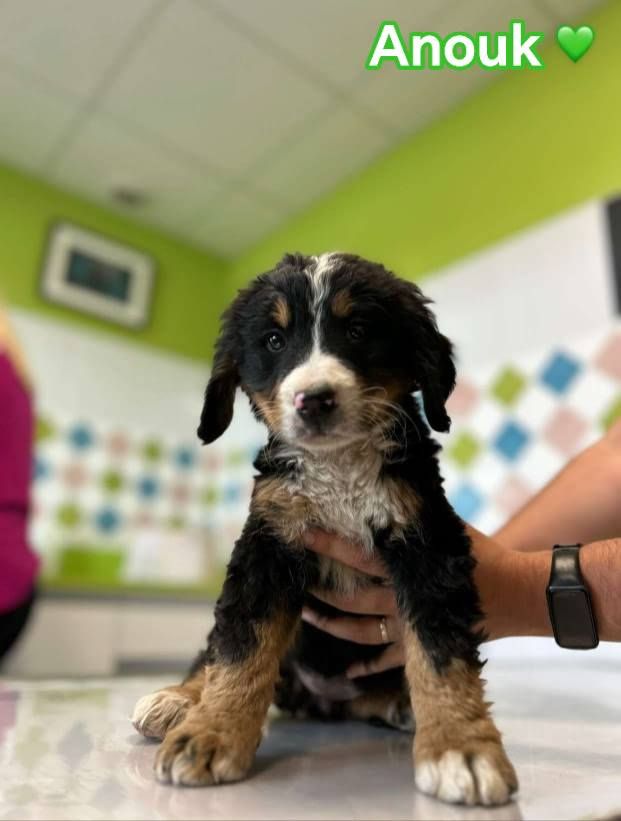 Du Royaume Des Ours - Chiots disponibles - Bouvier Bernois