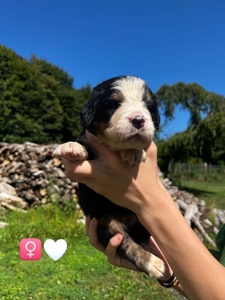 Du Royaume Des Ours - Chiots disponibles - Bouvier Bernois