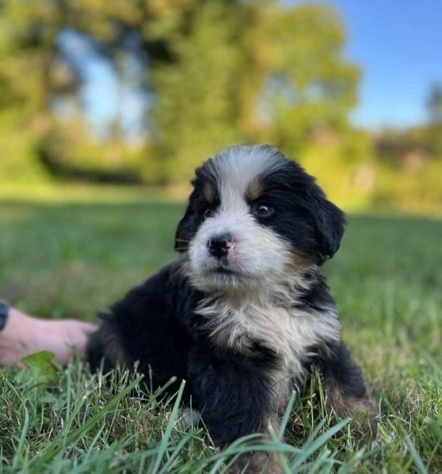 Du Royaume Des Ours - Chiots disponibles - Bouvier Bernois