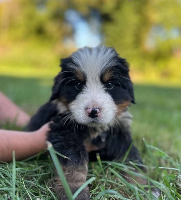 Du Royaume Des Ours - Chiots disponibles - Bouvier Bernois