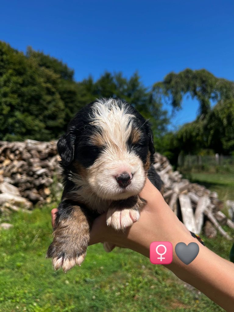 Du Royaume Des Ours - Chiots disponibles - Bouvier Bernois