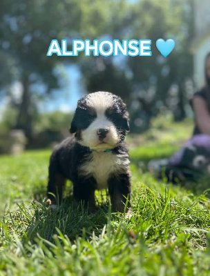 ALPHONSE
