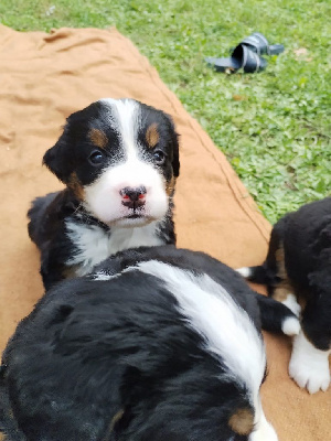 UMA