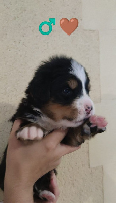 TED