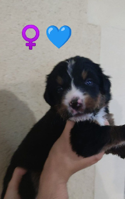 TESS