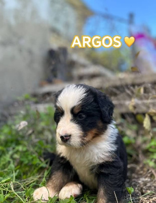 ARGOS
