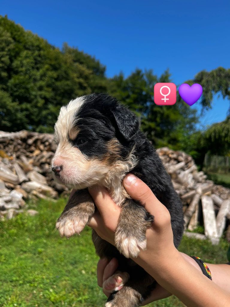 Du Royaume Des Ours - Chiots disponibles - Bouvier Bernois