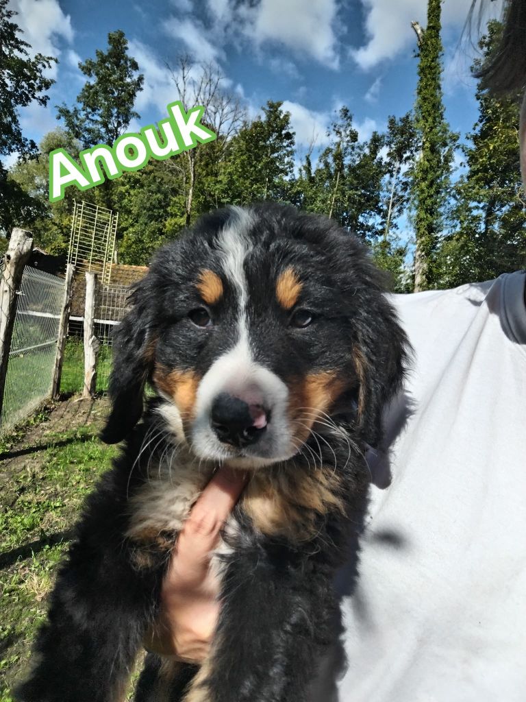 Du Royaume Des Ours - Chiots disponibles - Bouvier Bernois