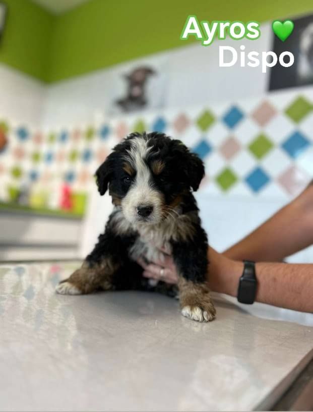 Du Royaume Des Ours - Chiots disponibles - Bouvier Bernois