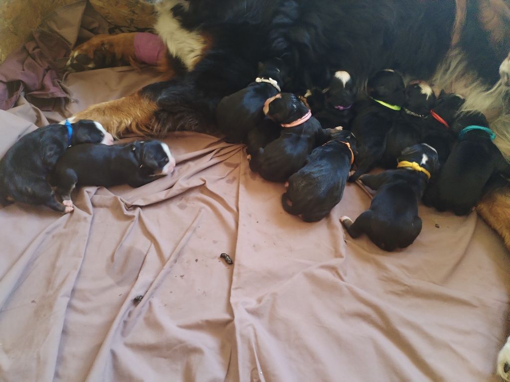 Chiot Bouvier Bernois Du Royaume Des Ours