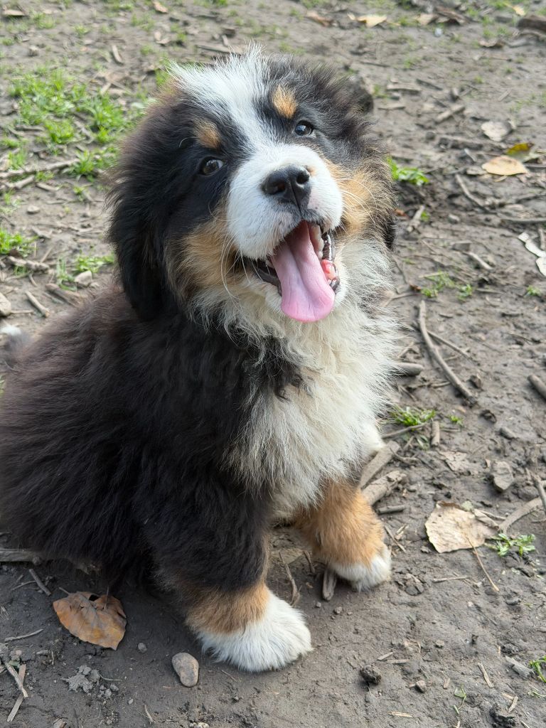 Du Royaume Des Ours - Chiots disponibles - Bouvier Bernois