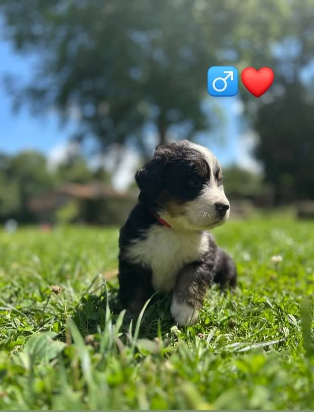 Du Royaume Des Ours - Chiots disponibles - Bouvier Bernois